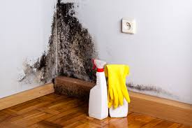 Why You Should Choose Our Mold Remediation Services in Auburn, IN